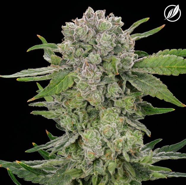 Photograph of product: Flower | Purpentine | 26063 - 3.5g