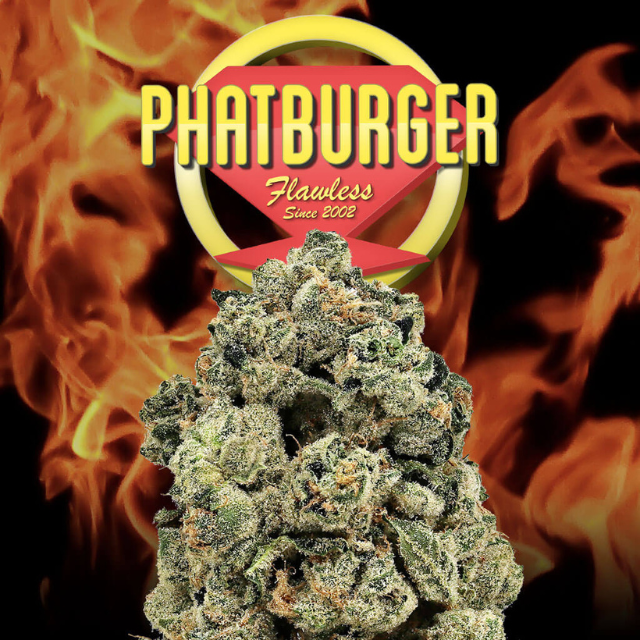 Photograph of product: 1/8 OZ- PHAT BURGER- PREMIUM INDOOR