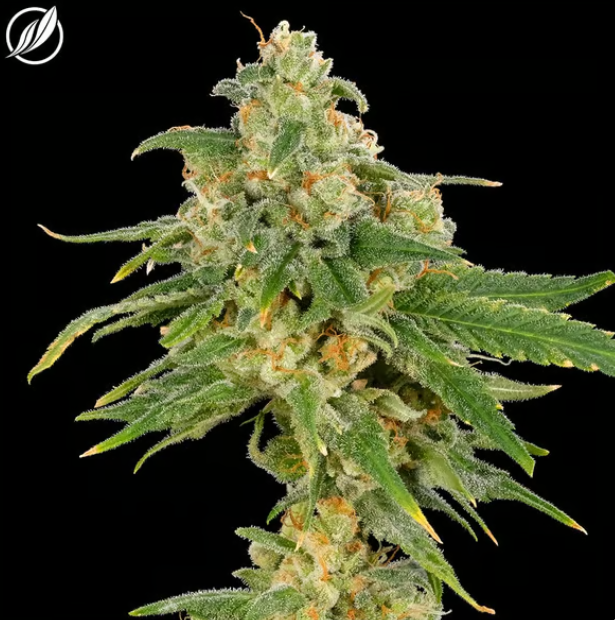 Photograph of product: Ghost White | Pre-Pack | 3.5g | 25905