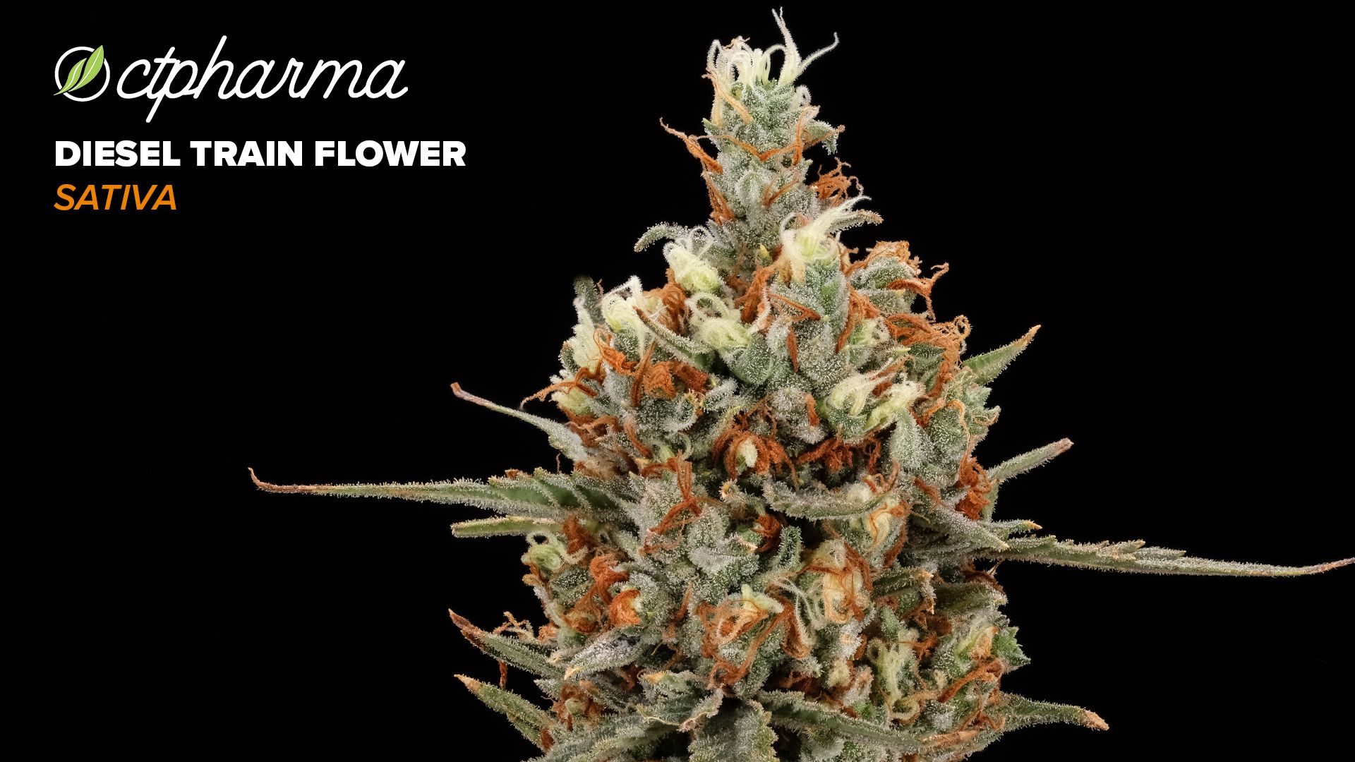 Photograph of product: CTPharma Diesel Train Whole Flower 24.51% (S) 3.5g - 25998