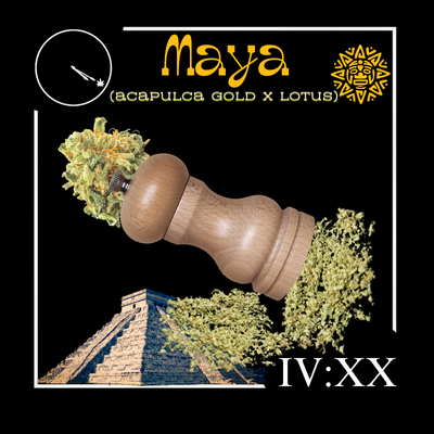 Photograph of product: Maya #1 Flower | 14g - Four20