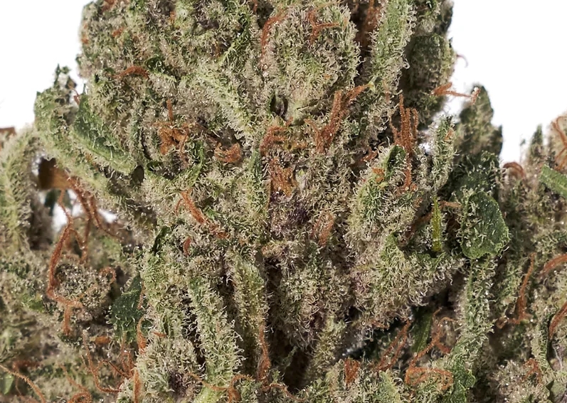 Photograph of product: Alchemy Pure Premium Herb | 3.5g | Biscotti