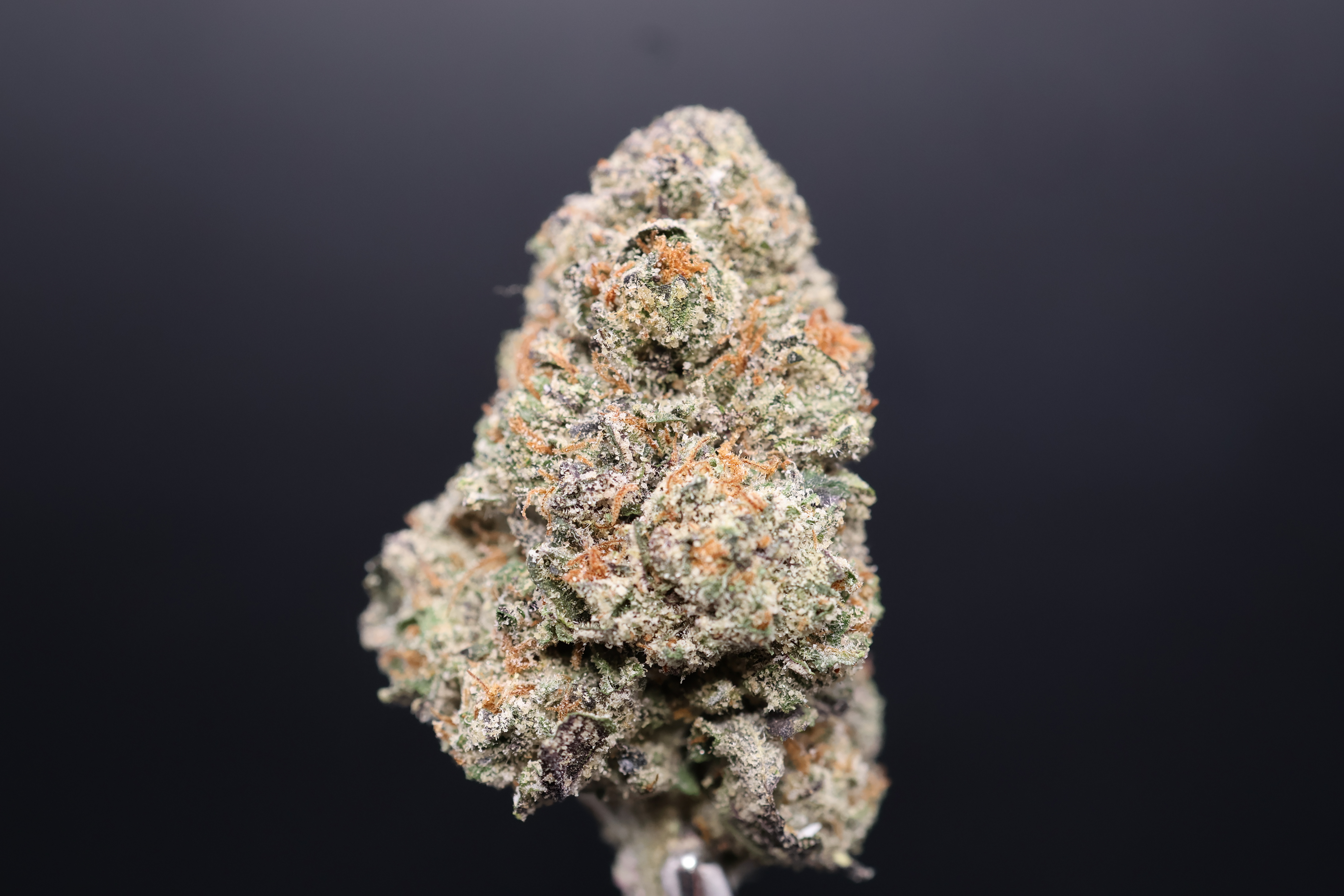 Photograph of product: White Runtz (The Highest Xpectation) - 14g