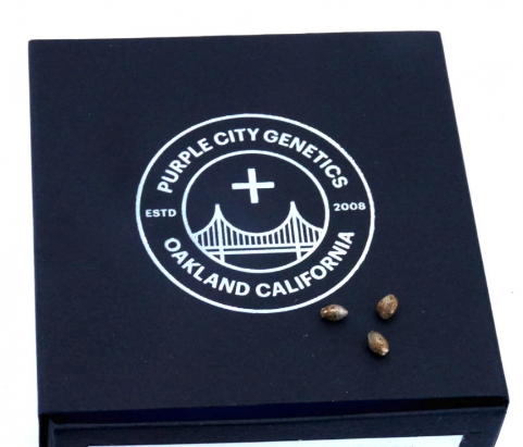 Photograph of product: Razberry Lime Soda 3pk Auto Fem. Purple City Genetics