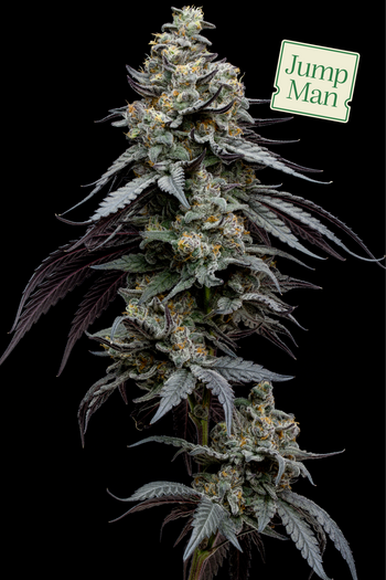 Photograph of product: Jump Man - 3.5g