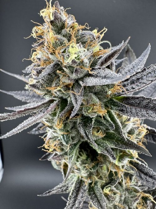 Photograph of product: Jersey Strong - Grape Canyon Zkittlez Flower - 3.5g