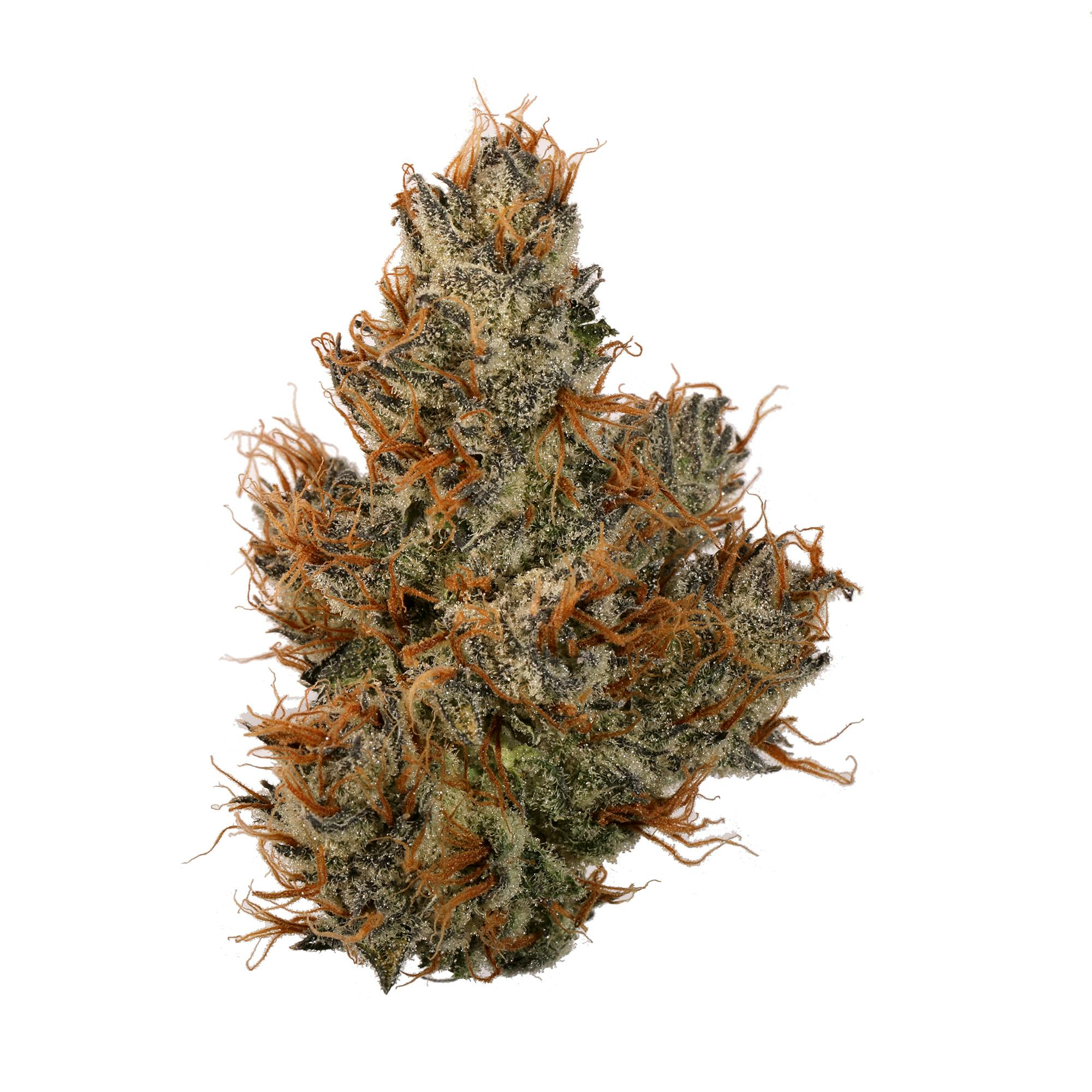Photograph of product: Deli Flower Gold - (OGB) Original Green Bud