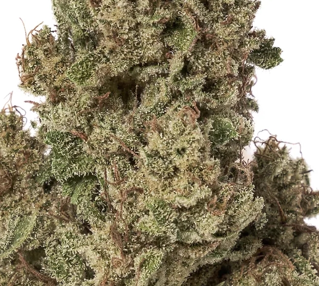 Photograph of product: Alchemy Pure Premium Herb | 3.5g | Gelato 41