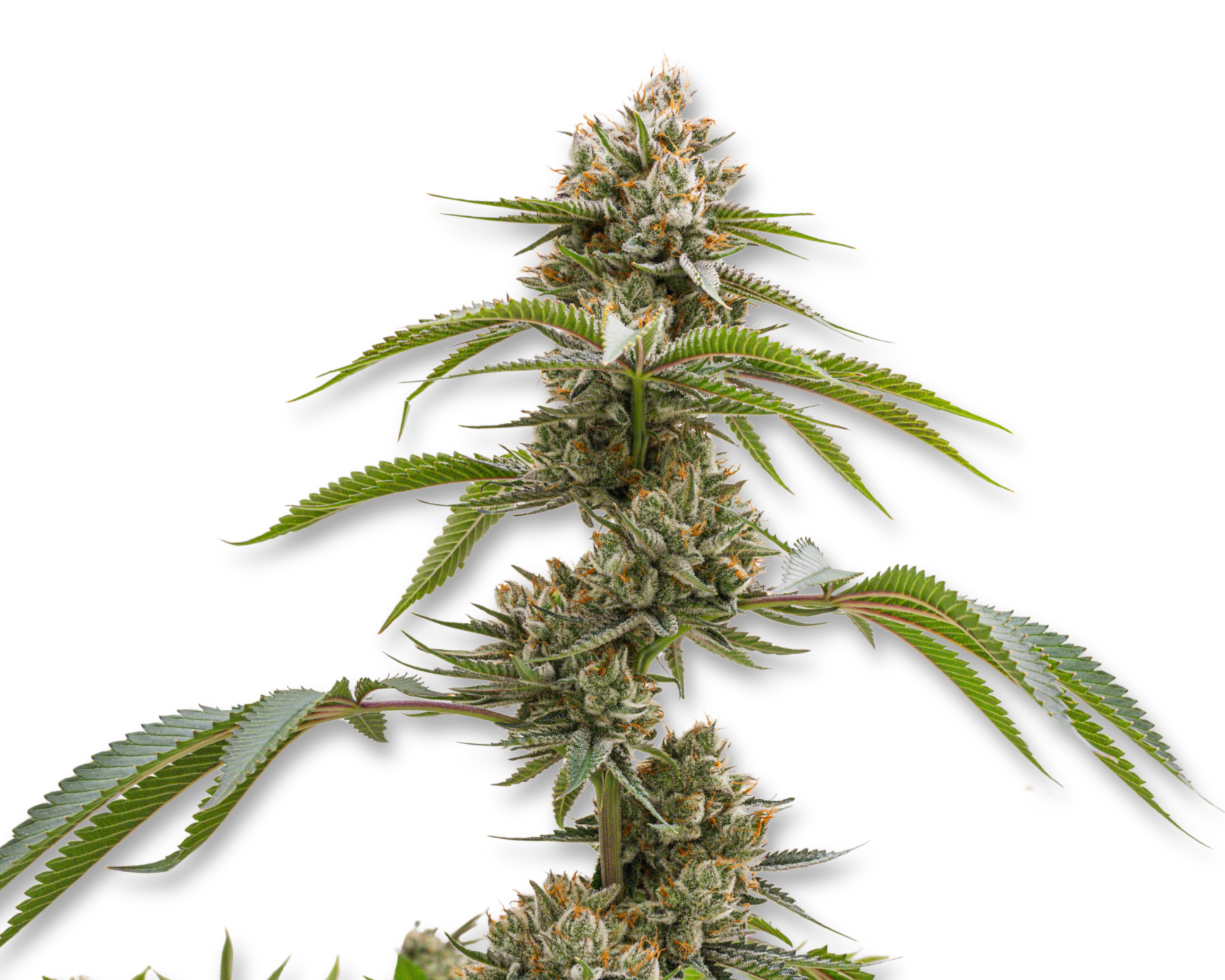 Photograph of product: Red Hot Cookies - Premium Sungrown - 28g