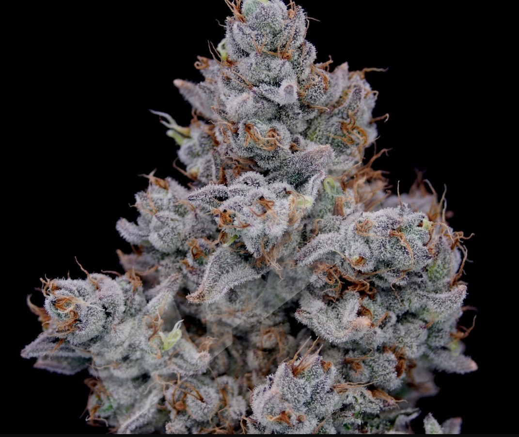 Photograph of product: Devil Driver - 3.5g