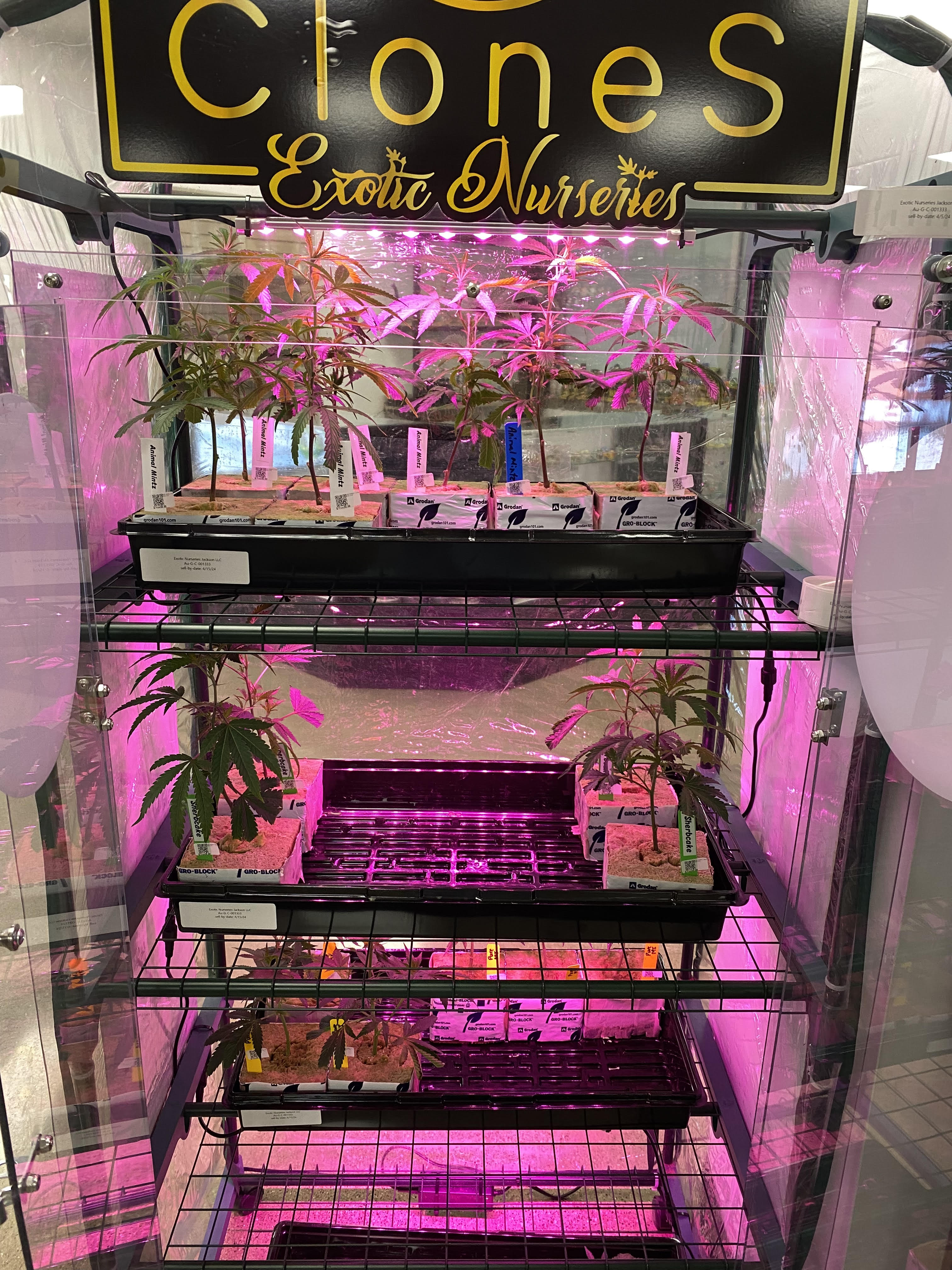 Photograph of product: Exotic Nursery | Zoda Clone