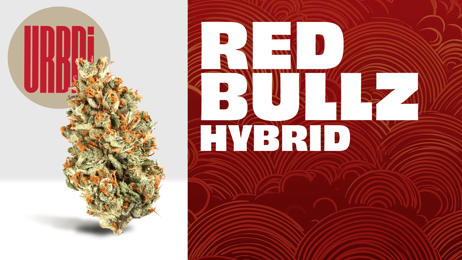 Photograph of product: Red Bullz - 1g