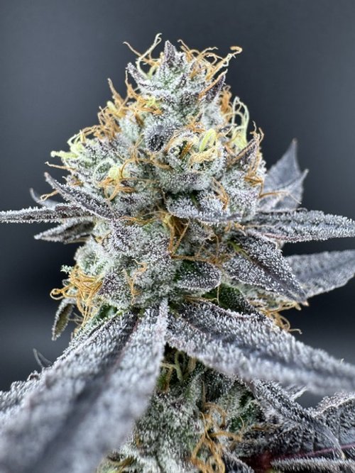 Photograph of product: Jersey Strong Premium Oui'd | Lemon Cherry Gelato | 3.5g (Hybrid)