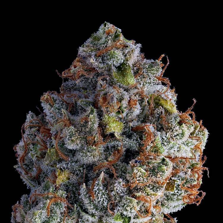 Photograph of product: K Savage: Angela - 7g