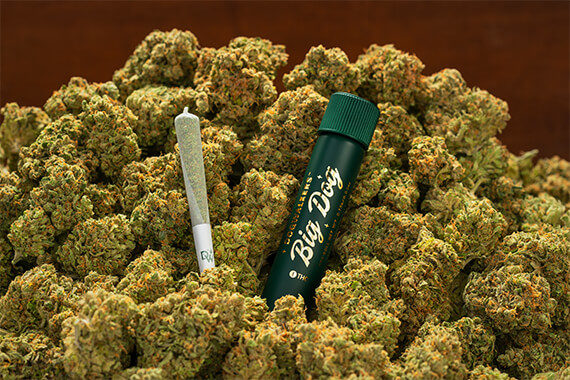 Photograph of product: Dogwalkers Single Preroll - Perfect Brownie