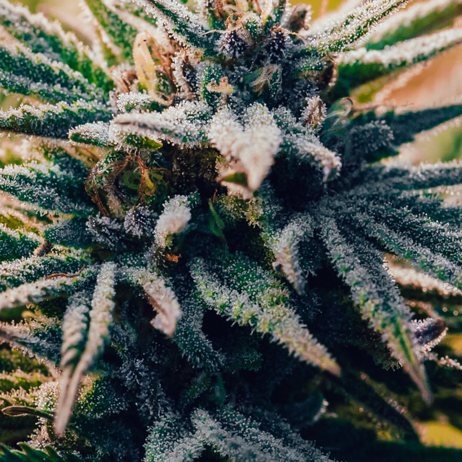 Photograph of product: $32 Ounce - Lemon Rainbows