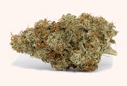 Photograph of product: NF1 | 3.5g Flower