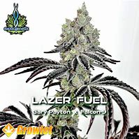 Photograph of Product: Emeraldrose farms lazer fuel 3.5 - 3.5g