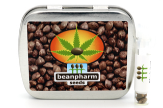 Photograph of product: BeanPharm- White Widow Feminized Seed