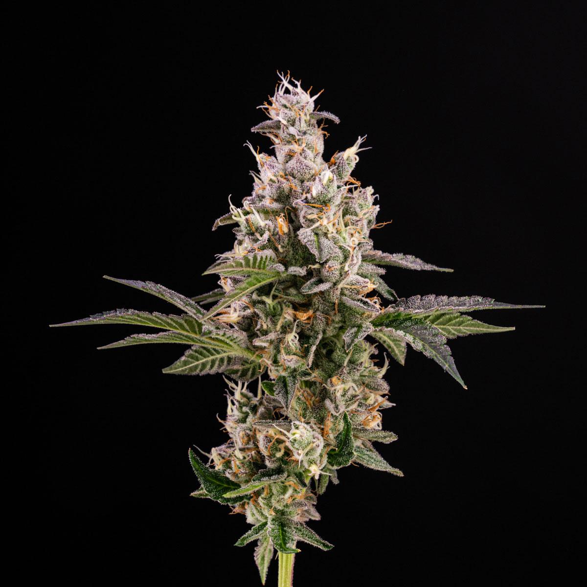 Photograph of product: DOUBLE SOLO BURGER - 7PK PRE ROLLS - 3.5 G