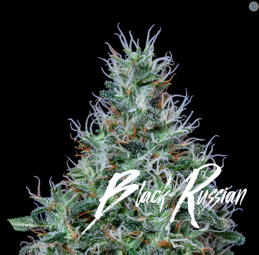 Photograph of product: Alt Sol | Black Russian - 3.5g