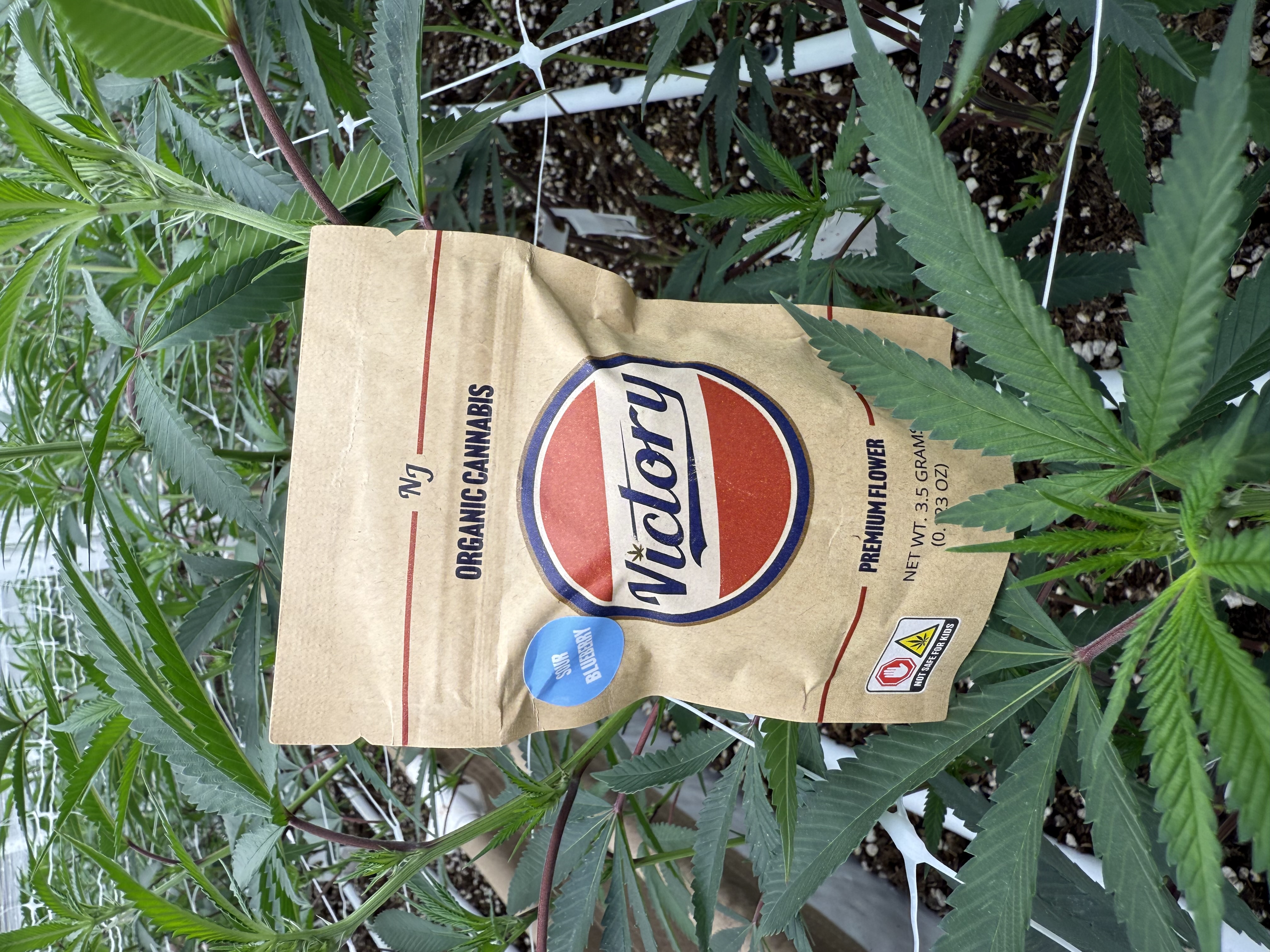 Photograph of product: Victory Natural Farms Flower 3.5g- Sour Blueberry