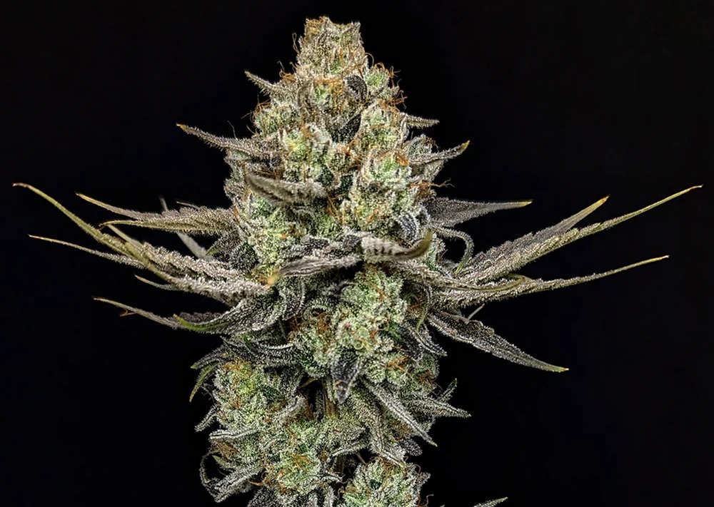 Photograph of product: Pineapple Donut Flower | Solurge Craft Oui'd I Prime - 14g