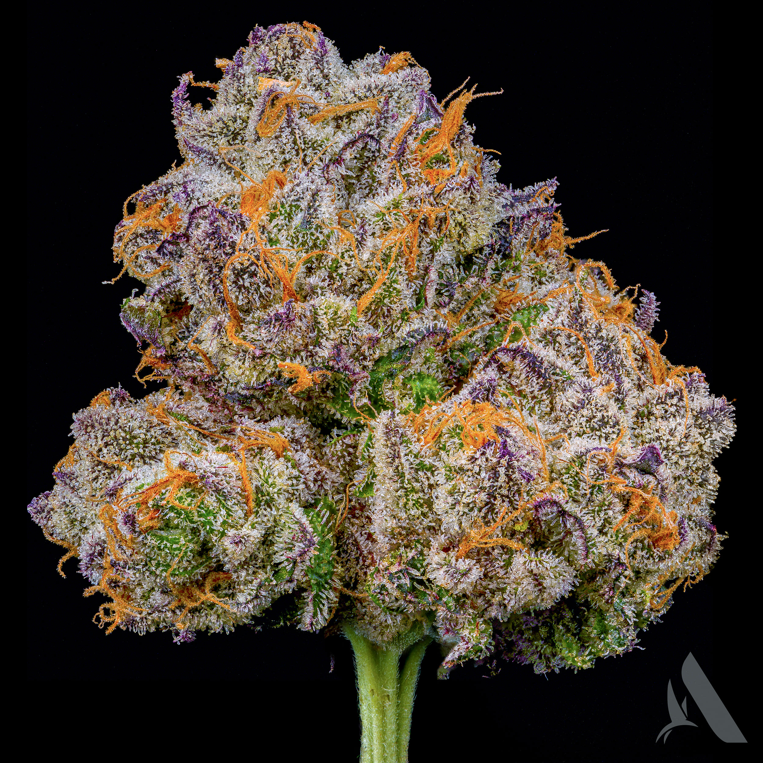 Photograph of product: Affinity PB Breath Max Whole Flower 25.66% (H) 3.5g - 00554