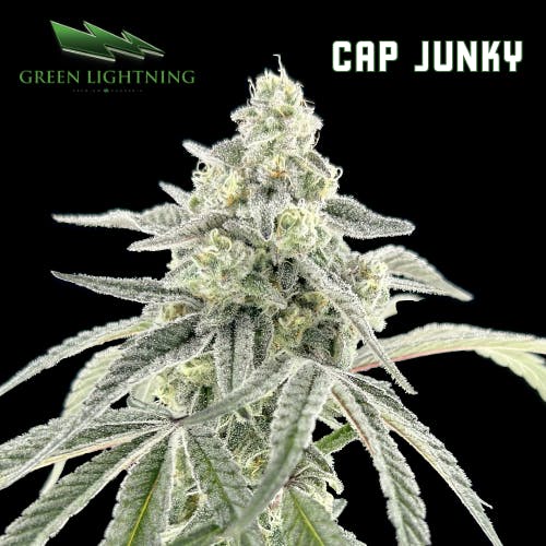 Photograph of product: Cap Junky | 1g Preroll