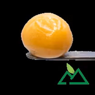 Photograph of product: Trop Cherry (S) Live Badder
