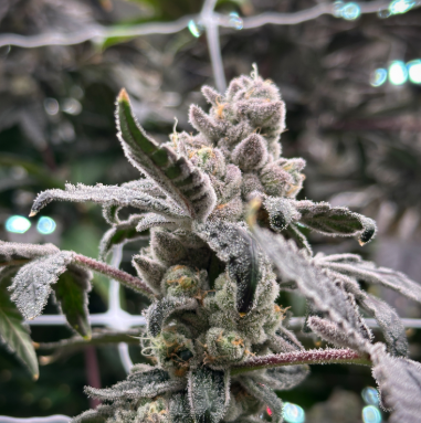 Photograph of product: High Grass Farms l Dulce de Uva l 3.5g