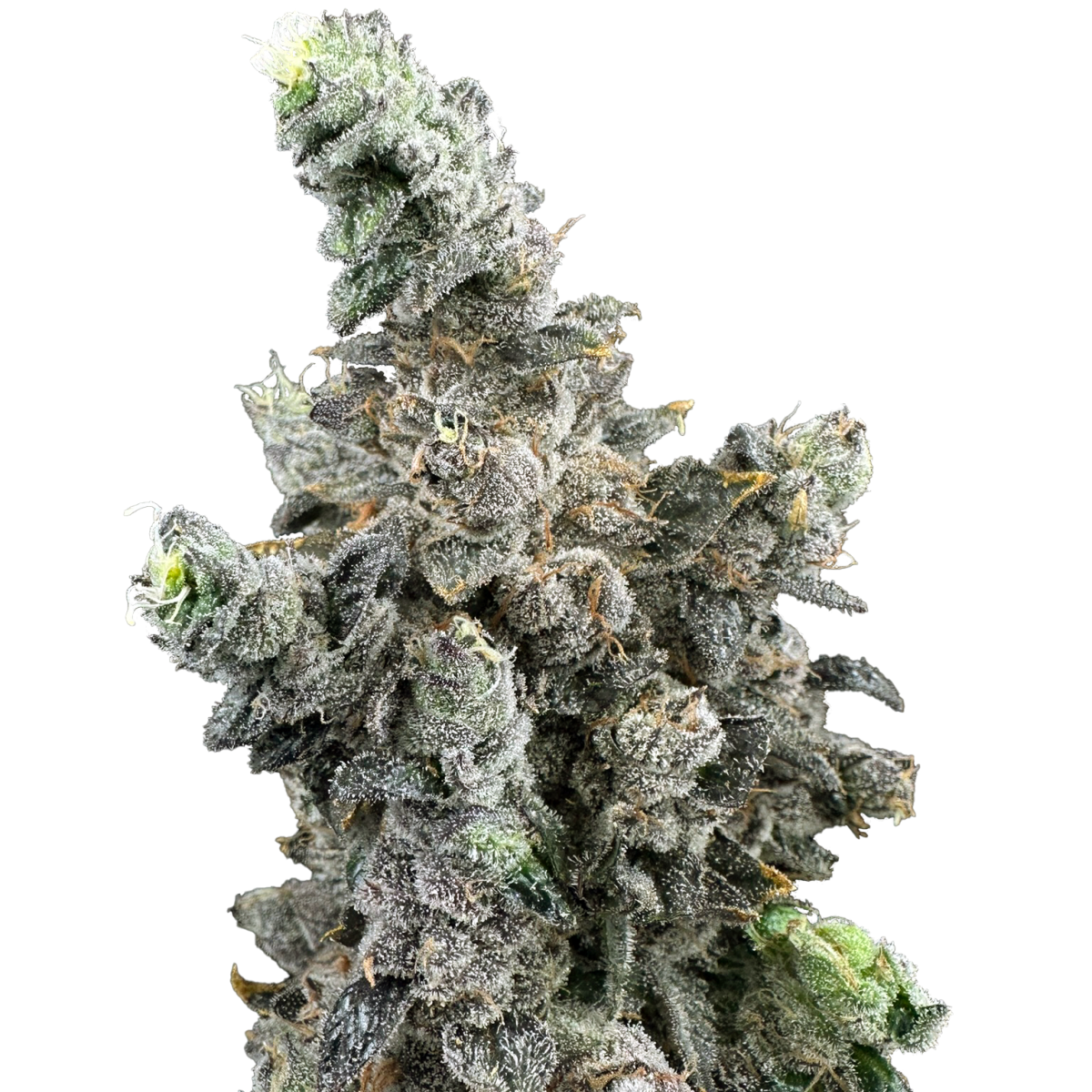 Photograph of product: Vanilla Zoap | 28g