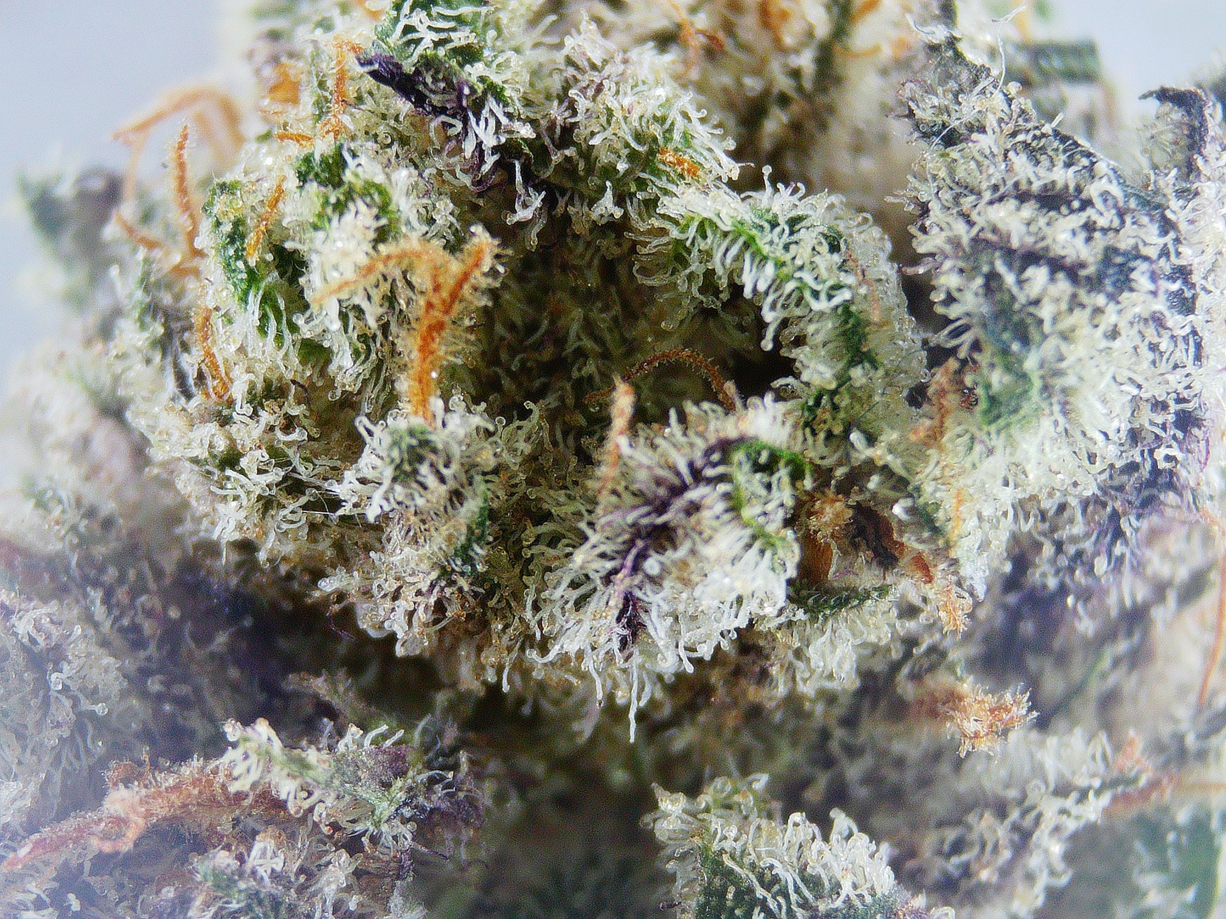 Photograph of product: Kine Oui'd Supreme Planet BULK Flower - 1g