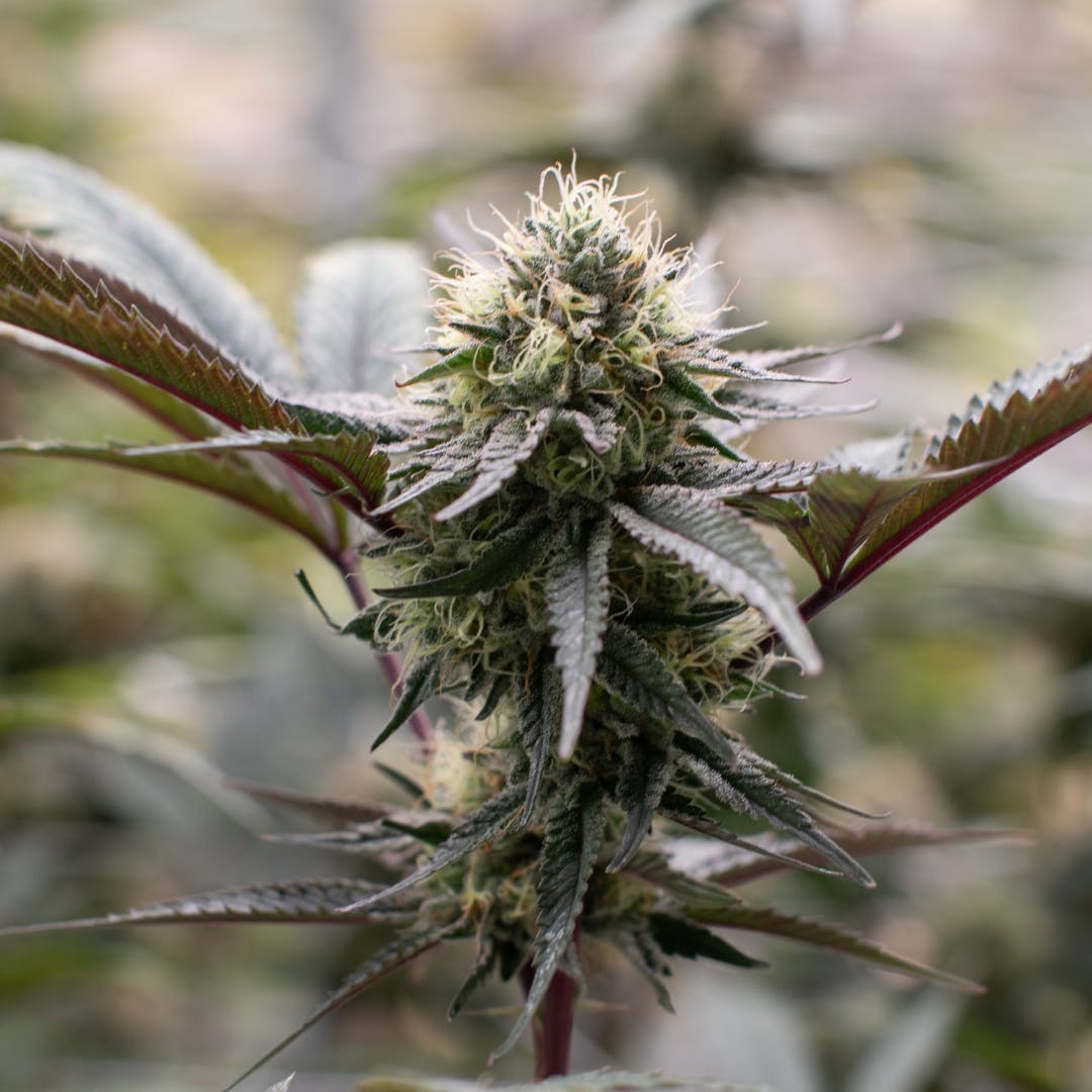Photograph of product: Milk Bone F2 - Buds 3.5g