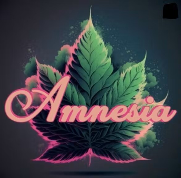 Photograph of product: AMNESIA | HALLE BERRY - BUBBLE au chocolat CONCENTRATE HYBRID
