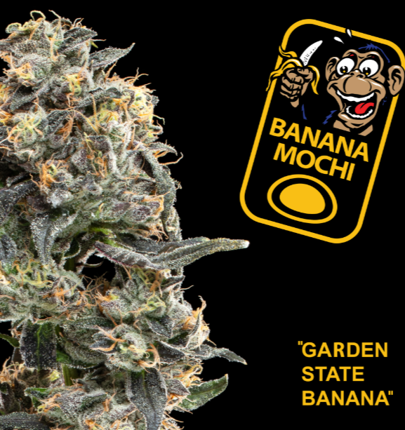 Photograph of product: Garden State Banana - Banana Mochi - Pre-Roll - (H)