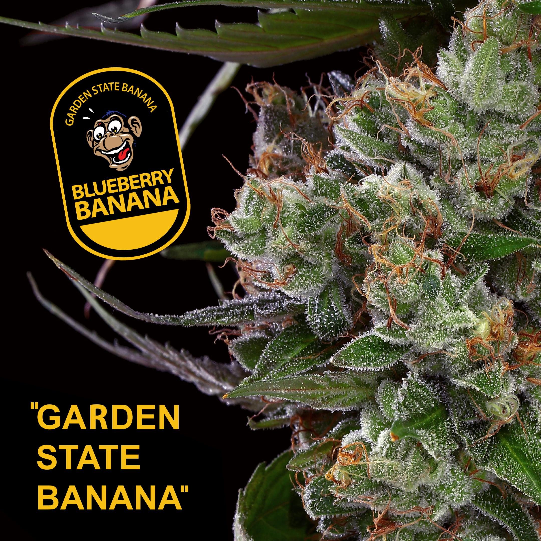 Photograph of product: Golden State Banana - Rainbow Fizz - PRE ROLL (1g)