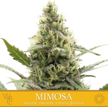 Photograph of Product: Washington Bud Company - Mimosa - 1g