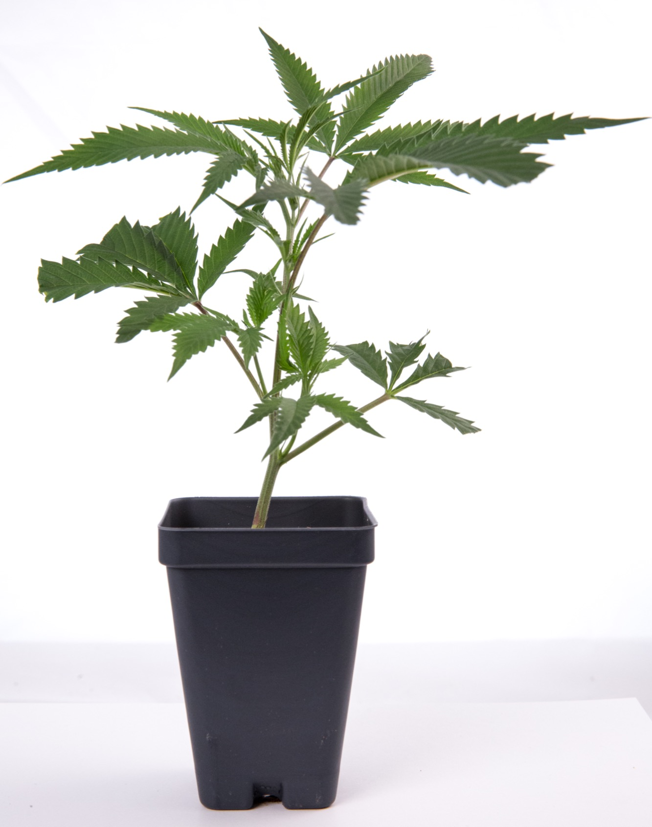 Photograph of product: Clone - Cadillac Rainbows (Pure Michigan x Runtz)