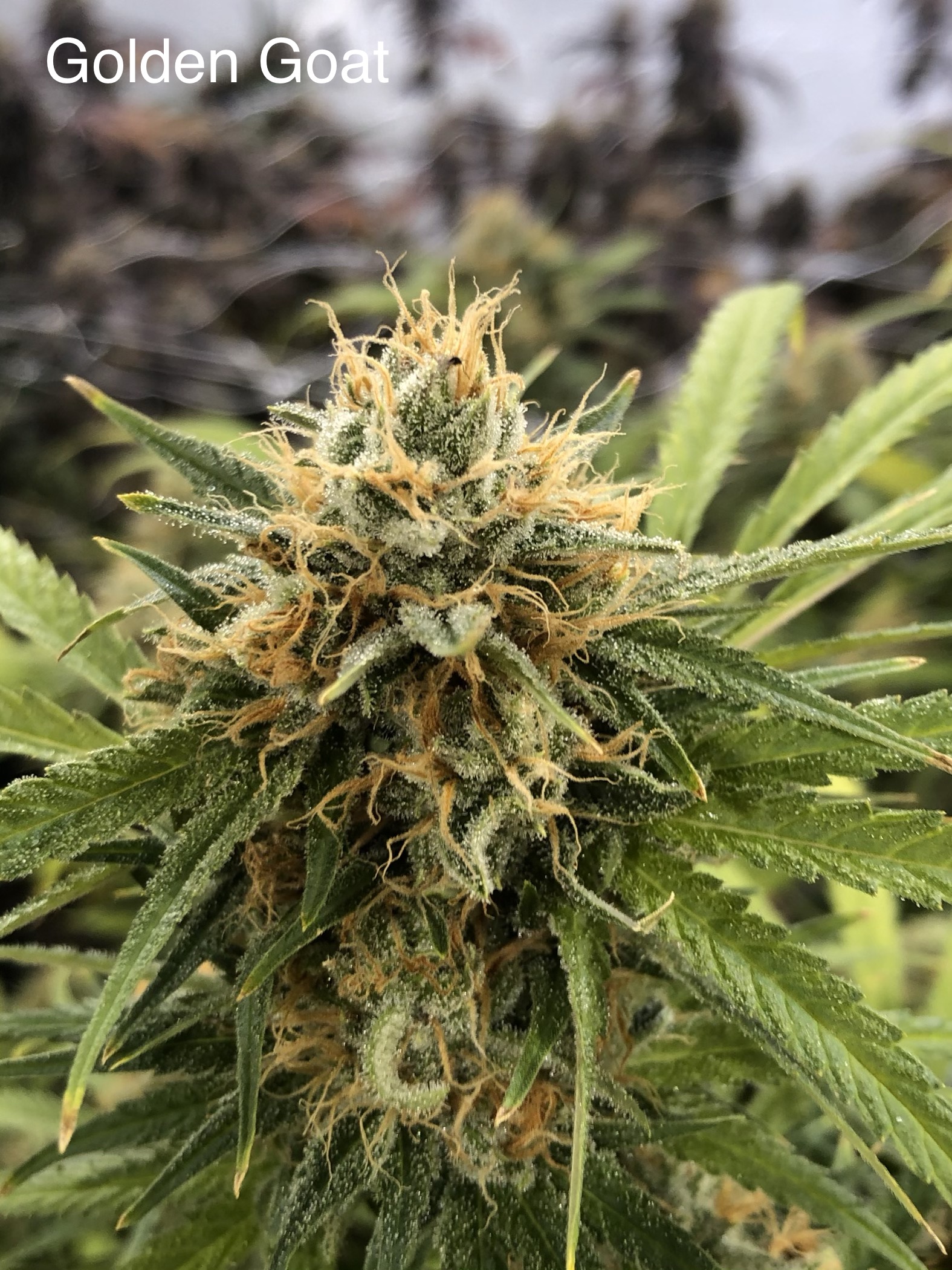 Photograph of product: Golden Goat - 2g