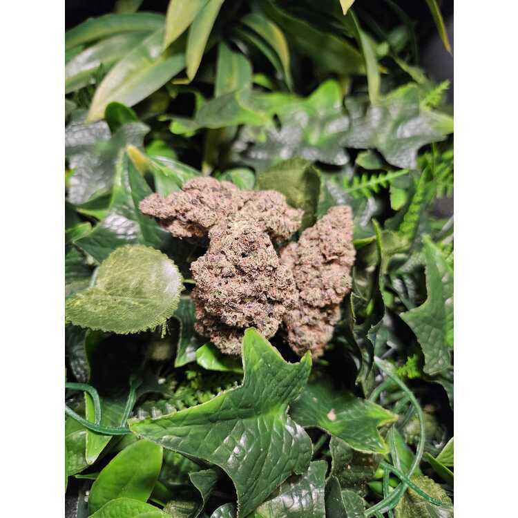 Photograph of product: Spritzer - Indoor Flower - Meraki - Harvested: 6/13/25 - 3.5g