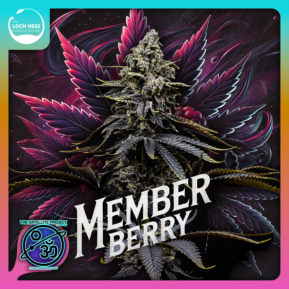 Photograph of product: Member Berry - Flower - 1g