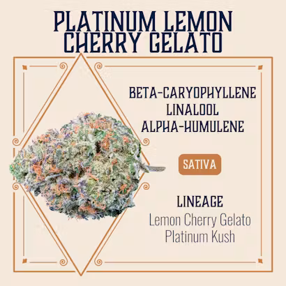 Photograph of product: Platinum Lemon Cherry Gelato | 3.5g Flower