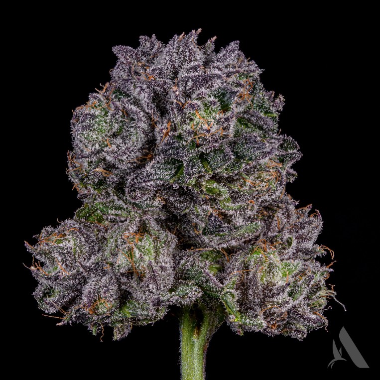 Photograph of product: GMO x Rootbeer Flower T19.32% H 00362 (3.5g)
