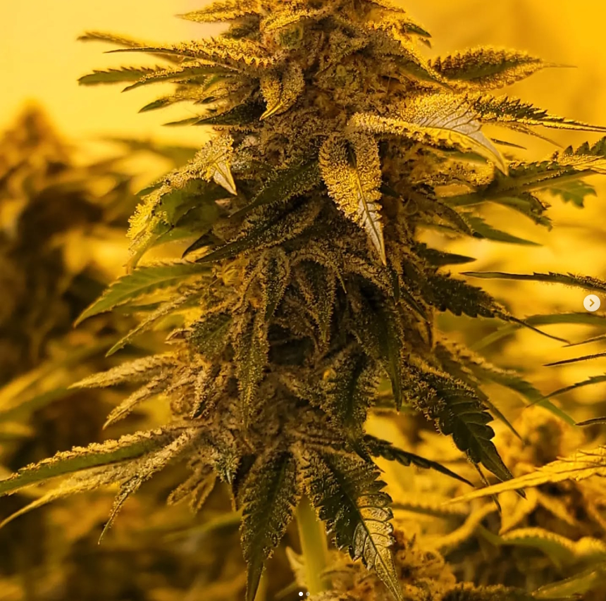 Photograph of product: Dark Cookies Prepack by Mercy Tree of Alaska - 3.5g