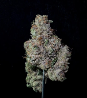 Photograph of product: Runtz Banger | 3.5g