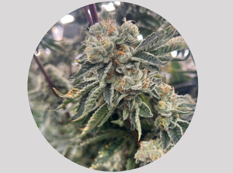 Photograph of Product: Brix Cannabis Whole Flower B Yo (I) 00206 (AU) - 3.5g
