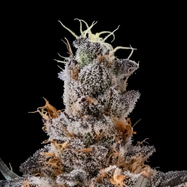 Photograph of product: Astropop - 7g