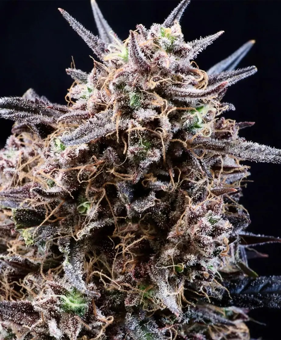 Photograph of product: Popcorn Buds | Fatso x Banjo | 7g