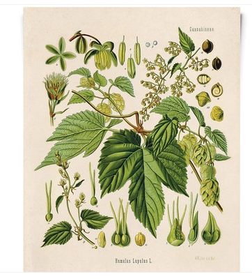 Photograph of product: Vintage Print 8x10 - Curious Prints